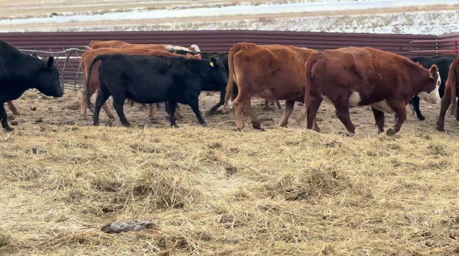 Calve April 1 – June 30th. OPEN TO OFFERS.-BC1219B5